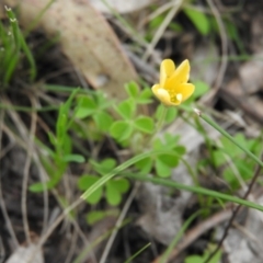 Oxalis sp. (Wood Sorrel) at Farrer, ACT - 7 Oct 2016 by ArcherCallaway