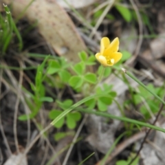 Oxalis sp. (Wood Sorrel) at Farrer, ACT - 6 Oct 2016 by RyuCallaway