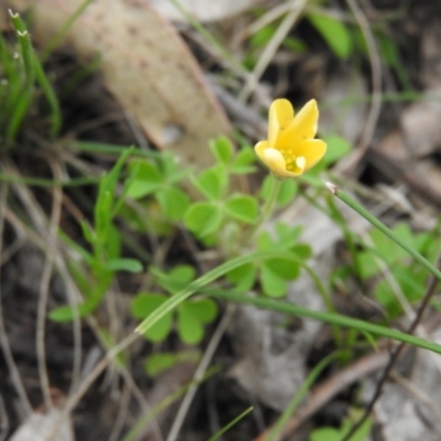 Oxalis sp. (Wood Sorrel) at Farrer, ACT - 7 Oct 2016 by ArcherCallaway