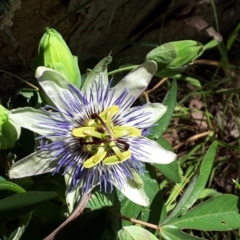 Passiflora caerulea (Blue Passionflower) at Isaacs, ACT - 7 Dec 2016 by Mike
