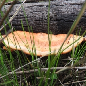 Trametes coccinea at Farrer Ridge - 7 Oct 2016 10:30 AM