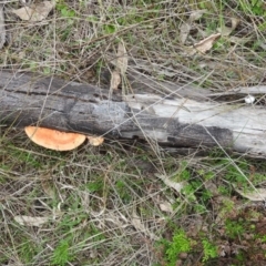 Trametes coccinea at Farrer Ridge - 7 Oct 2016 10:30 AM