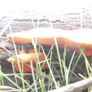 Trametes coccinea at Farrer Ridge - 7 Oct 2016 10:30 AM