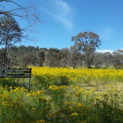 Hypericum perforatum (St John's Wort) at O'Malley, ACT - 3 Dec 2016 by Mike