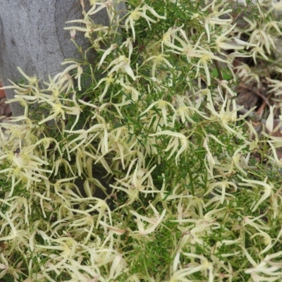 Clematis leptophylla (Small-leaf Clematis, Old Man's Beard) at Farrer Ridge - 7 Oct 2016 by ArcherCallaway