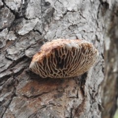 Hexagonia vesparia (Wasp Nest Polypore) at Farrer Ridge - 7 Oct 2016 by ArcherCallaway