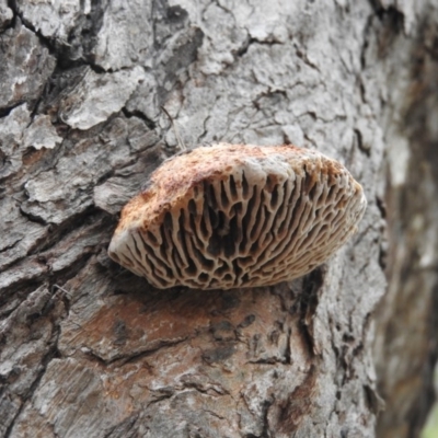 Hexagonia vesparia (Wasp Nest Polypore) at Farrer Ridge - 6 Oct 2016 by RyuCallaway