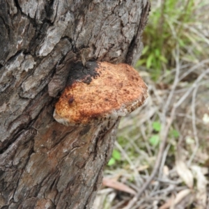 Hexagonia vesparia at Farrer Ridge - 7 Oct 2016 10:38 AM