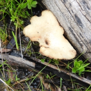 Polyporus at Wanniassa Hill - 7 Oct 2016