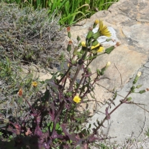 Sonchus asper at Watson, ACT - 8 Oct 2016 12:44 PM