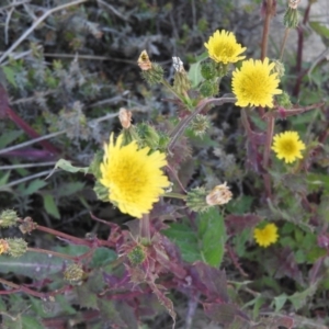 Sonchus asper at Watson, ACT - 8 Oct 2016