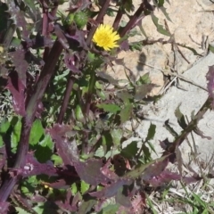 Sonchus asper at Watson, ACT - 8 Oct 2016