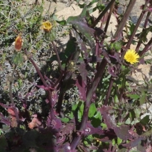 Sonchus asper at Watson, ACT - 8 Oct 2016 12:44 PM