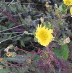 Sonchus asper at Watson, ACT - 8 Oct 2016 12:44 PM