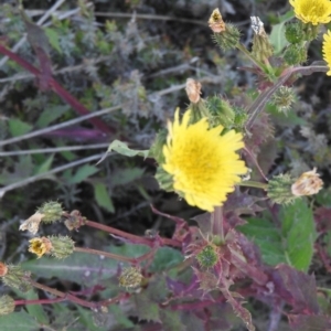 Sonchus asper at Watson, ACT - 8 Oct 2016 12:44 PM