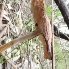 Oudemansiella gigaspora group at Fadden, ACT - 7 Oct 2016