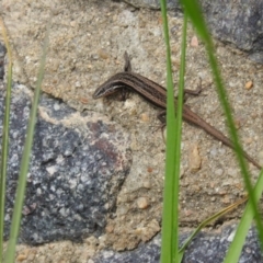 Morethia boulengeri (Boulenger's Skink) at Wanniassa Hill - 7 Oct 2016 by ArcherCallaway