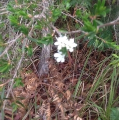 Kunzea ambigua (White Kunzea) at Pambula, NSW - 7 Dec 2016 by Rufous