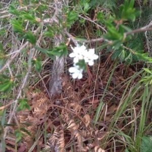 Kunzea ambigua at Pambula, NSW - 7 Dec 2016