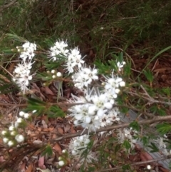 Kunzea ambigua at Pambula, NSW - 7 Dec 2016