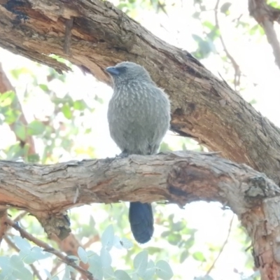 Struthidea cinerea (Apostlebird) at Watson Green Space - 8 Oct 2016 by RyuCallaway