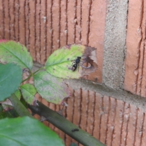 Mutillidae (family) at Waramanga, ACT - 8 Oct 2016