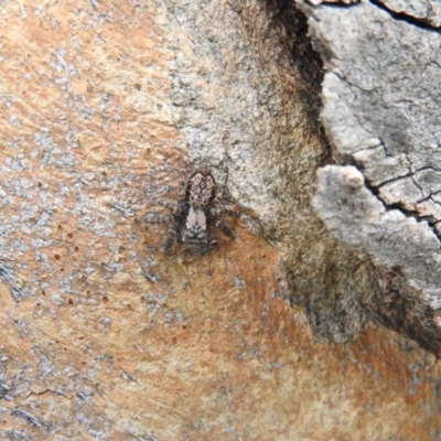 Servaea sp. (genus) (Unidentified Servaea jumping spider) at Waramanga, ACT - 8 Oct 2016 by ArcherCallaway