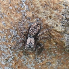 Servaea sp. (genus) at Waramanga, ACT - 8 Oct 2016