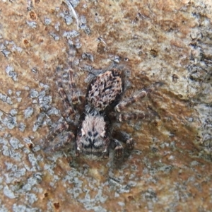 Servaea sp. (genus) at Waramanga, ACT - 8 Oct 2016