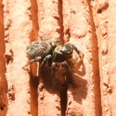 Maratus griseus (Jumping spider) at Waramanga, ACT - 8 Oct 2016 by ArcherCallaway