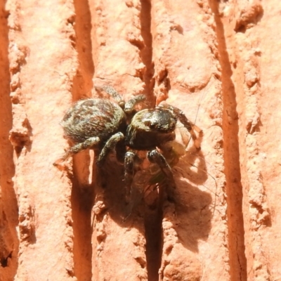 Maratus griseus (Jumping spider) at Waramanga, ACT - 8 Oct 2016 by RyuCallaway