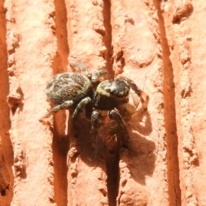 Maratus griseus at Waramanga, ACT - 8 Oct 2016