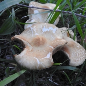 Agaricus sp. at Fadden, ACT - 8 Oct 2016 06:47 PM