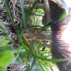 Agaricus sp. at Fadden, ACT - 8 Oct 2016 06:47 PM