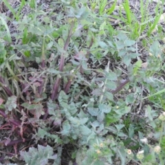 Sonchus oleraceus (Annual Sowthistle) at Fadden, ACT - 8 Oct 2016 by ArcherCallaway