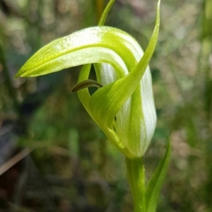 Pterostylis monticola at Paddys River, ACT - 7 Dec 2016