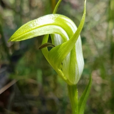 Pterostylis monticola (Large Mountain Greenhood) at Paddys River, ACT - 6 Dec 2016 by ACTParks-InvasivePlantsTeam