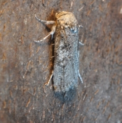 Cryptophasa irrorata (A Gelechioid moth (Xyloryctidae)) at Barragga Bay, NSW - 11 Nov 2016 by steve.williams@ecodev.vic.gov.au