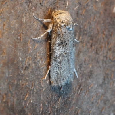 Cryptophasa irrorata (A Gelechioid moth (Xyloryctidae)) at Barragga Bay, NSW - 11 Nov 2016 by steve.williams@ecodev.vic.gov.au