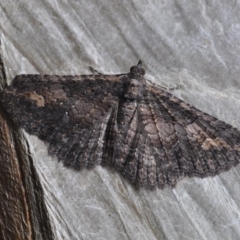 Eucymatoge scotodes (Eucymatoge scotodes) at Barragga Bay, NSW - 11 Nov 1916 by steve.williams@ecodev.vic.gov.au