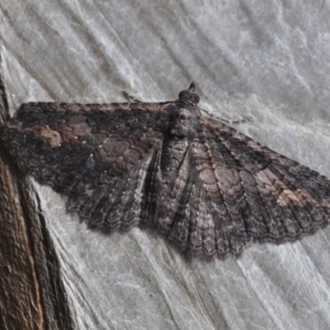 Eucymatoge scotodes at Barragga Bay, NSW - 11 Nov 1916