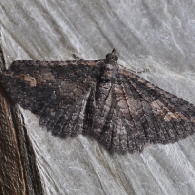 Eucymatoge scotodes (Eucymatoge scotodes) at Barragga Bay, NSW - 11 Nov 1916 by steve.williams@ecodev.vic.gov.au