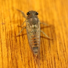 Yoyetta robertsonae (Clicking Ambertail) at O'Connor, ACT - 5 Dec 2016 by ibaird