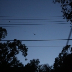 Pteropus poliocephalus (Grey-headed Flying-fox) at O'Connor, ACT - 7 Dec 2016 by ibaird