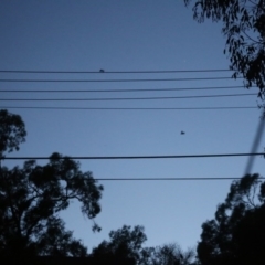 Pteropus poliocephalus at O'Connor, ACT - 7 Dec 2016