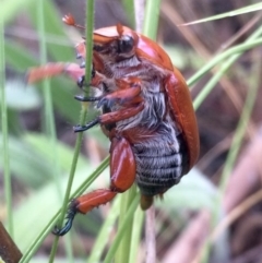 Anoplognathus montanus (Montane Christmas beetle) at The Pinnacle - 7 Dec 2016 by annamacdonald