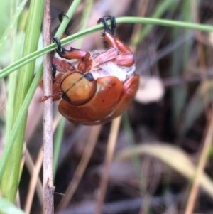 Anoplognathus montanus at Belconnen, ACT - 7 Dec 2016