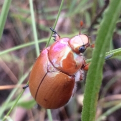 Anoplognathus montanus at Belconnen, ACT - 7 Dec 2016 01:58 PM