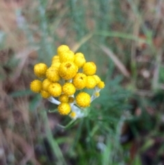 Chrysocephalum semipapposum (Clustered Everlasting) at Hawker, ACT - 7 Dec 2016 by annamacdonald