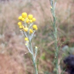 Chrysocephalum semipapposum at Hawker, ACT - 7 Dec 2016 02:00 PM